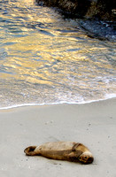 Sea Pup