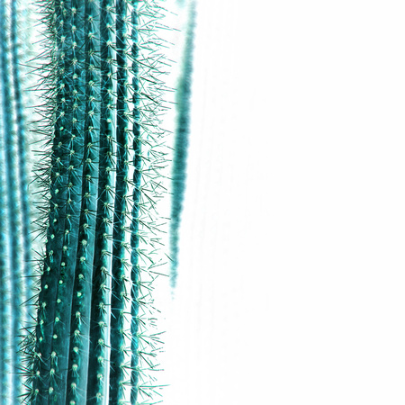 cactus, inverted