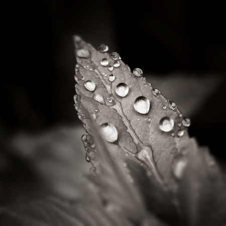 Droplets in Black and White