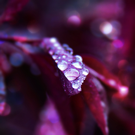 Droplets in Violet